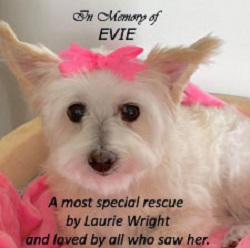 in memory of Evie: Laurie Wright