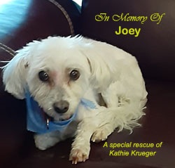 in memory of Joey: Kathie Krueger