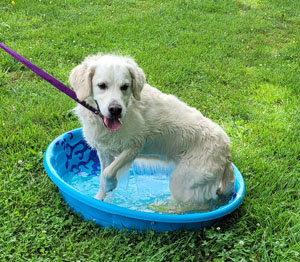 dog in a wading pool