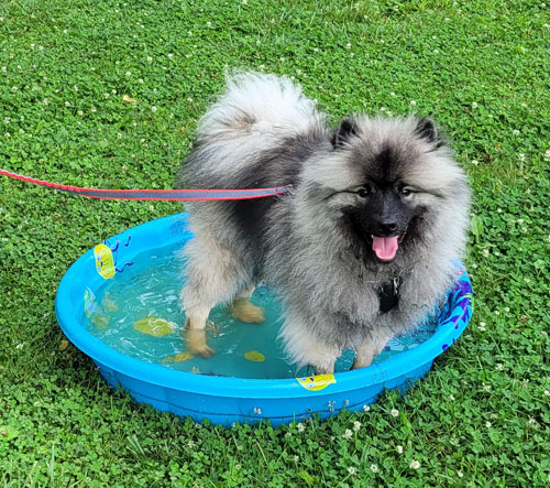 small dog enjoying a wading pool