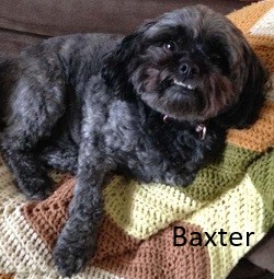 Baxter (dog)