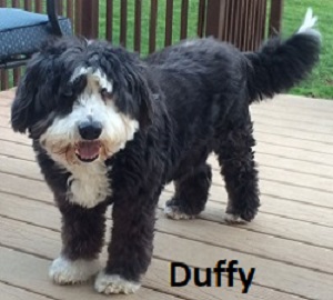Duffy, a sheep dog