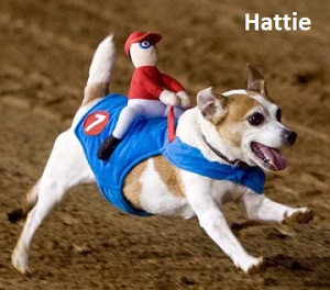 Hattie, a small tan and white dog with plush, toy jockey on her back running