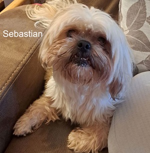 Sebastian small dog, white long fur