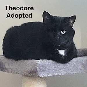 Theodore (black/ white tuxedo cat) Adopted!