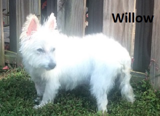 Willow is a small white dog